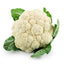 Close-up of Snowball Y Improved cauliflower fully grown phenotype