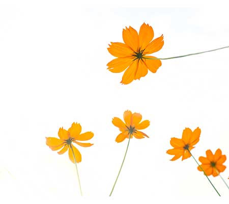 Heirloom Cosmos Bright Lights flowers displayed on a white background