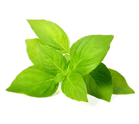 Leaves of Lemon Basil Heirloom Seeds on a white surface