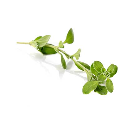 Display of Heirloom Italian oregano flower on a white backdrop