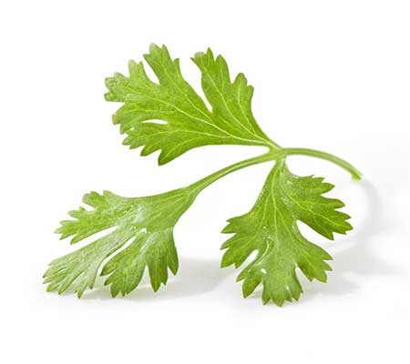 Fresh Heirloom Cilantro Coriander leaves on a white background