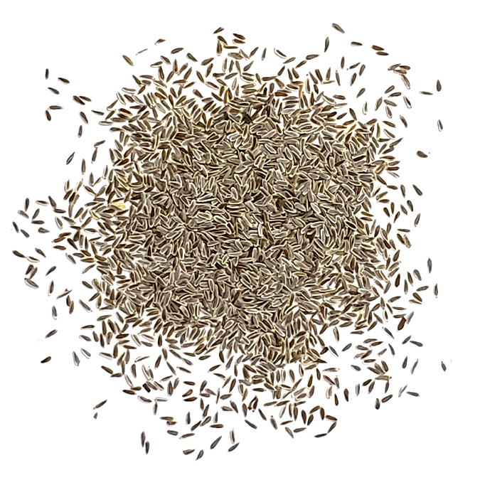 Close-up of Achillea 'Golden Yarrow' seeds on a white background