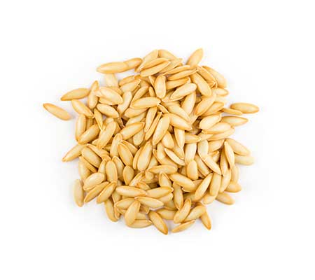 Pile of Hale's Best Jumbo cantaloupe heirloom seeds on a white surface