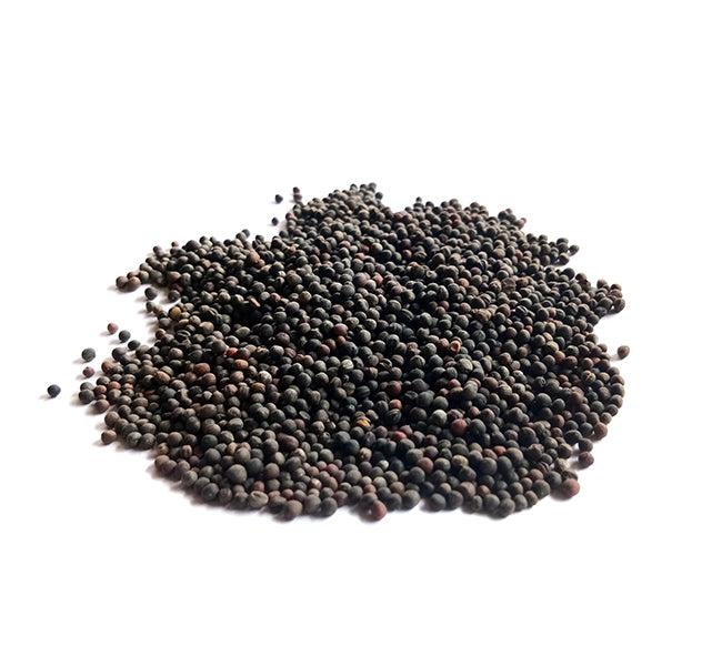 White Russian Kale seeds scattered on a pristine white surface