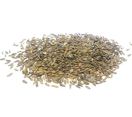Pile of Lettuce Salad Bowl seeds scattered on a white surface