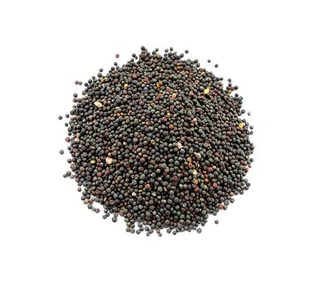 Close-up of Long Island Brussels Sprouts Heirloom Seeds