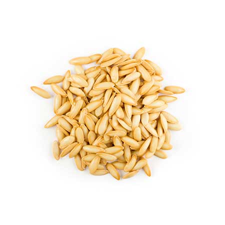 Heirloom cantaloupe honeydew seeds scattered on a white background