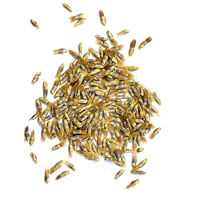 Heirloom Bachelor's Button seeds scattered on a white surface