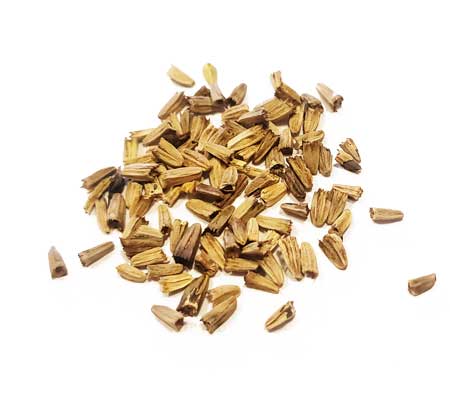 PIle of Heirloom Echinacea Purple Coneflower seeds ready for planting