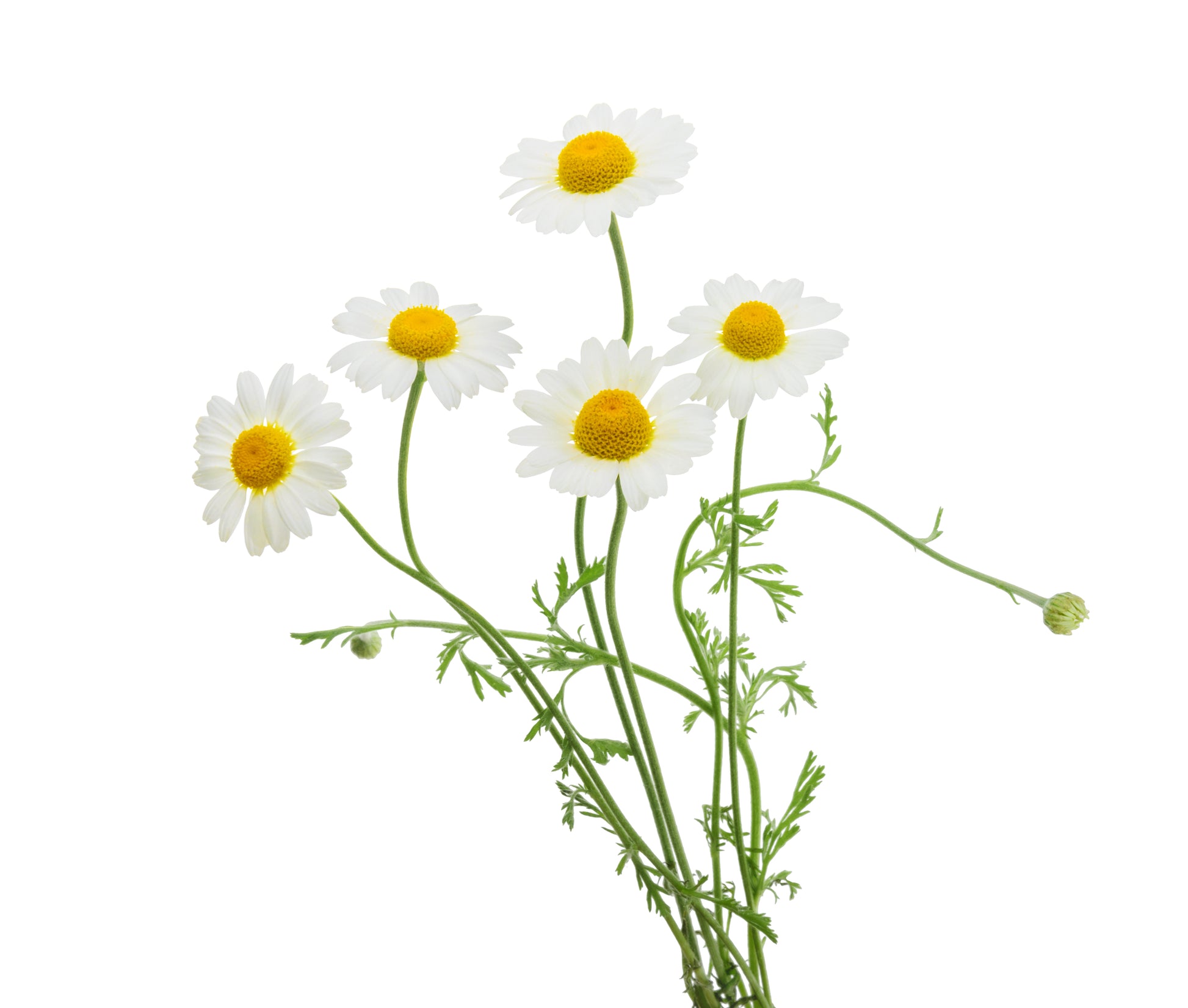 Fresh German chamomile flowers arranged together