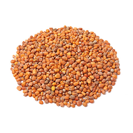 A cluster of Purple Top turnip seeds scattered on a plain background