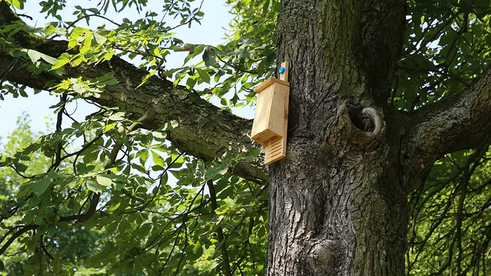 Why You Need Bats Houses for Your Survival Garden