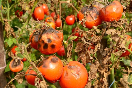 Tomatoes infected with blight disease