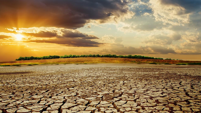 Survival Gardening Tips for Beginners