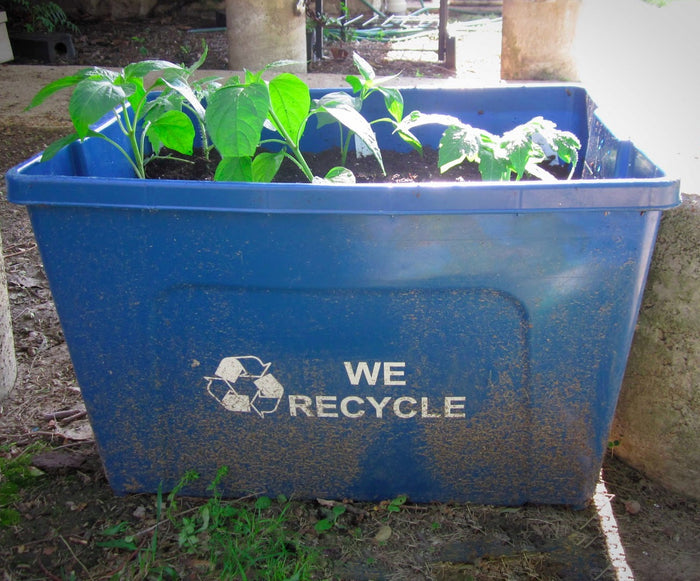 Why Heirloom Seeds Are the Best Choice for a Survival Garden