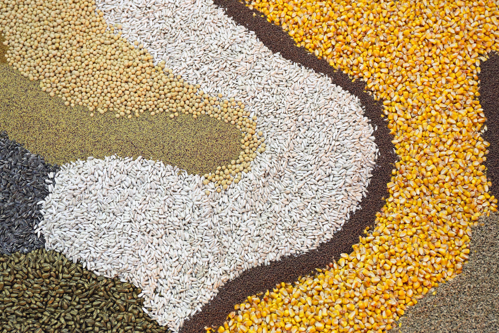 A variety of seeds spread across a surface in a unique design