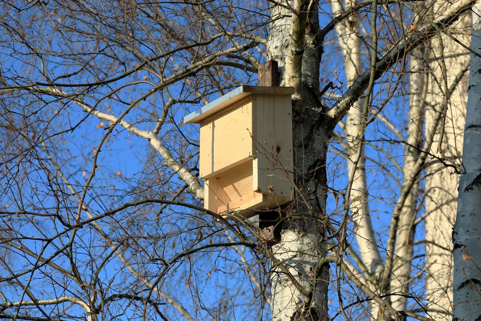 Bat Houses: A Natural Pest Control Solution for Survival Gardens