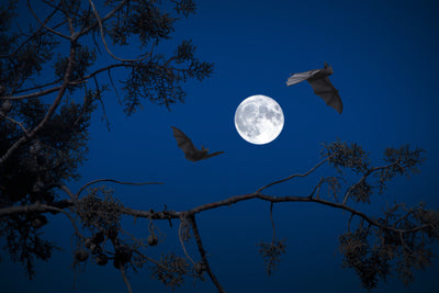 Bats in flight at night