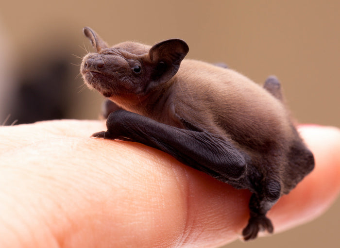 Baby bat perched on a hand