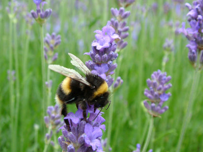 A bumble bee pollinating lavender flowers