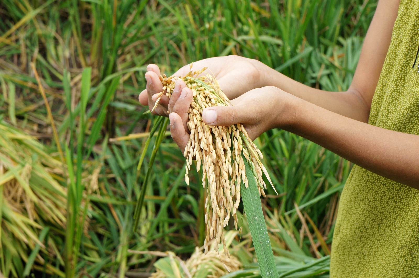 A person holding a stock of wheat