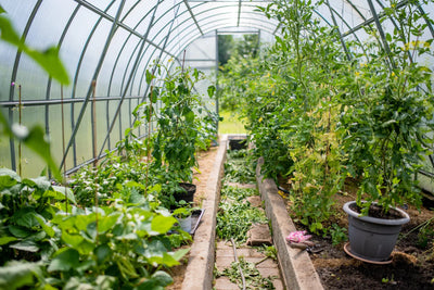 Garden in a green house