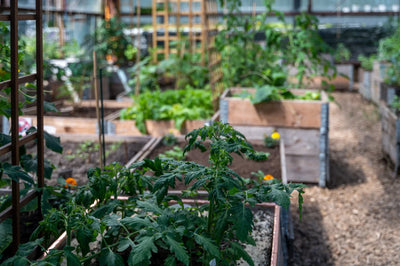 Survival garden with raised garden beds