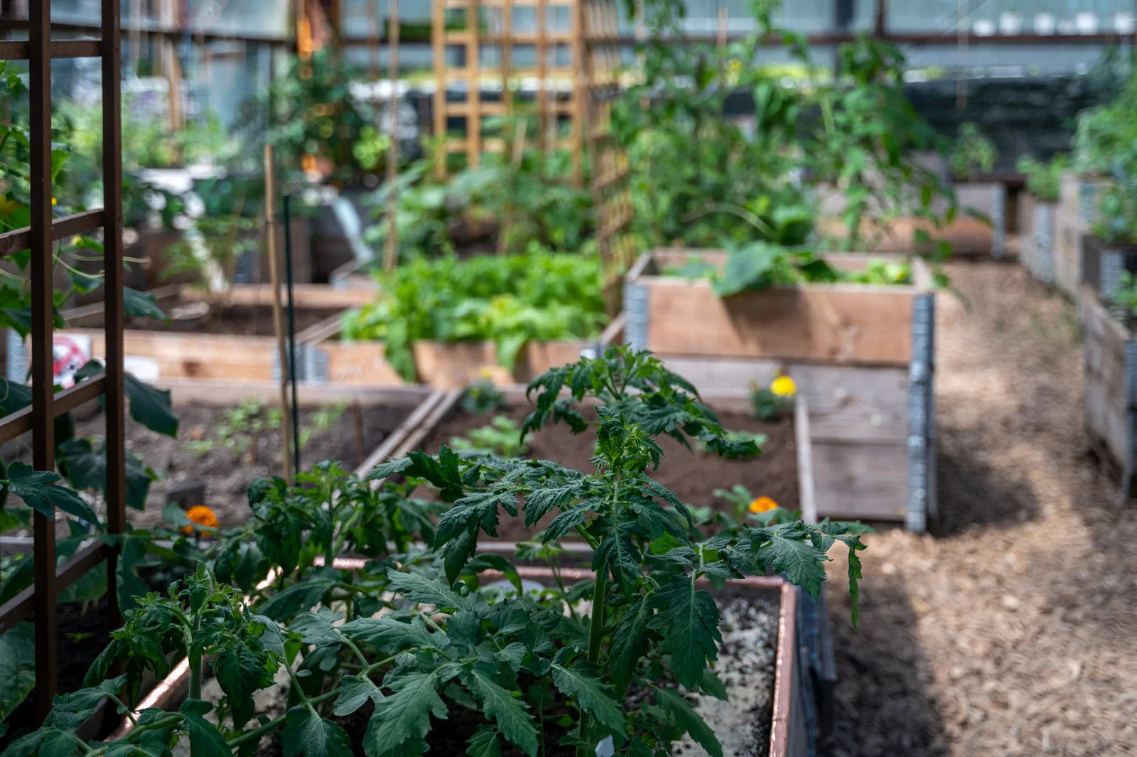 Survival garden with raised garden beds