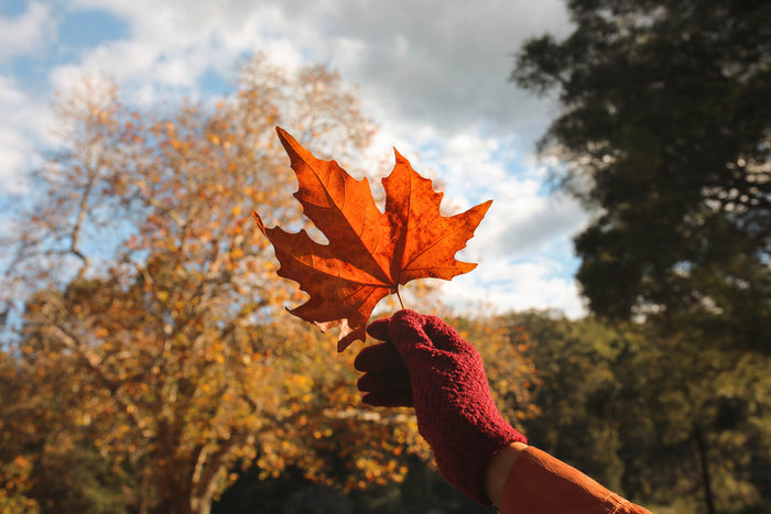 An orange leaf held in a persons hand in a natural, autumn setting