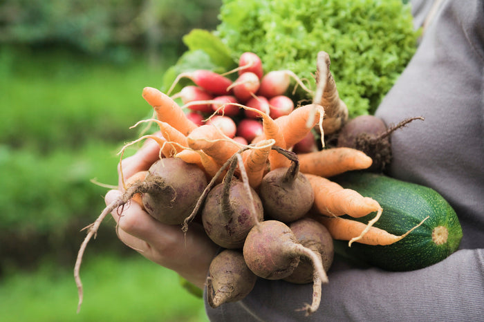 Person holding a variety of vegetables in their hands