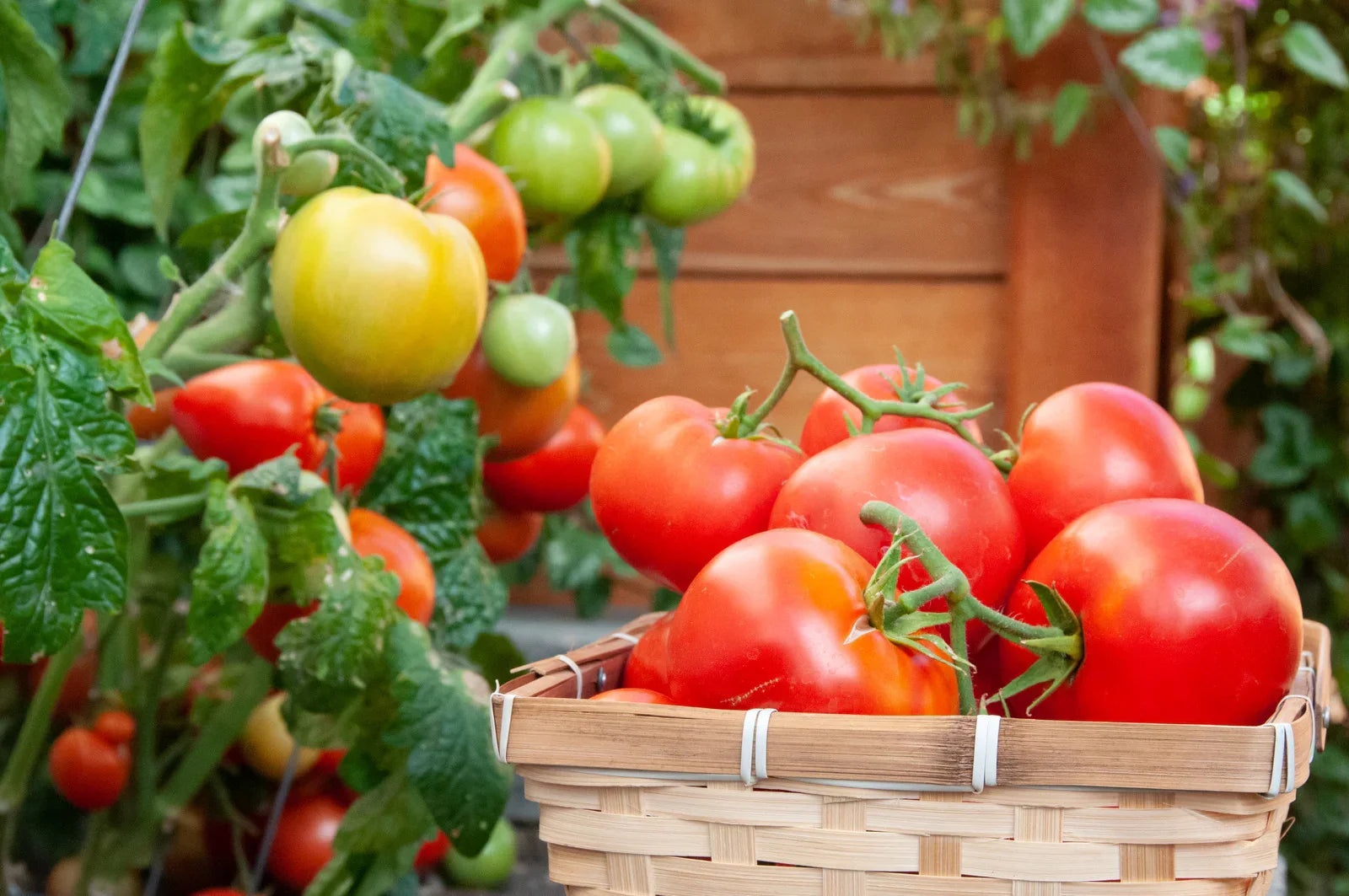 A vine of tomatoes freshly picked in a basket