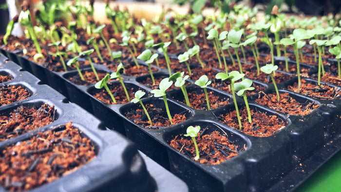 Seeds sprouts in small containers
