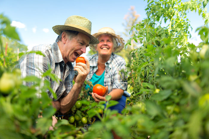 A couple of gardeners enjoying their harvest of tomatoes