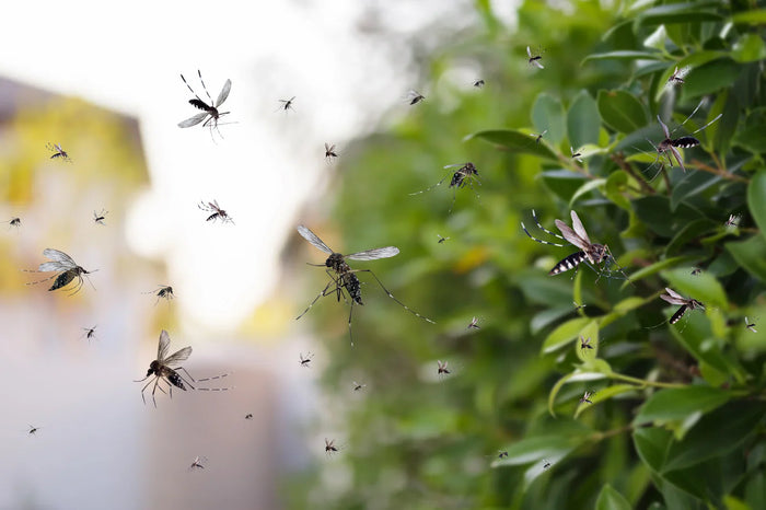 Swarm of mosquitos in a garden