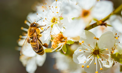 A bee pollinating flowers