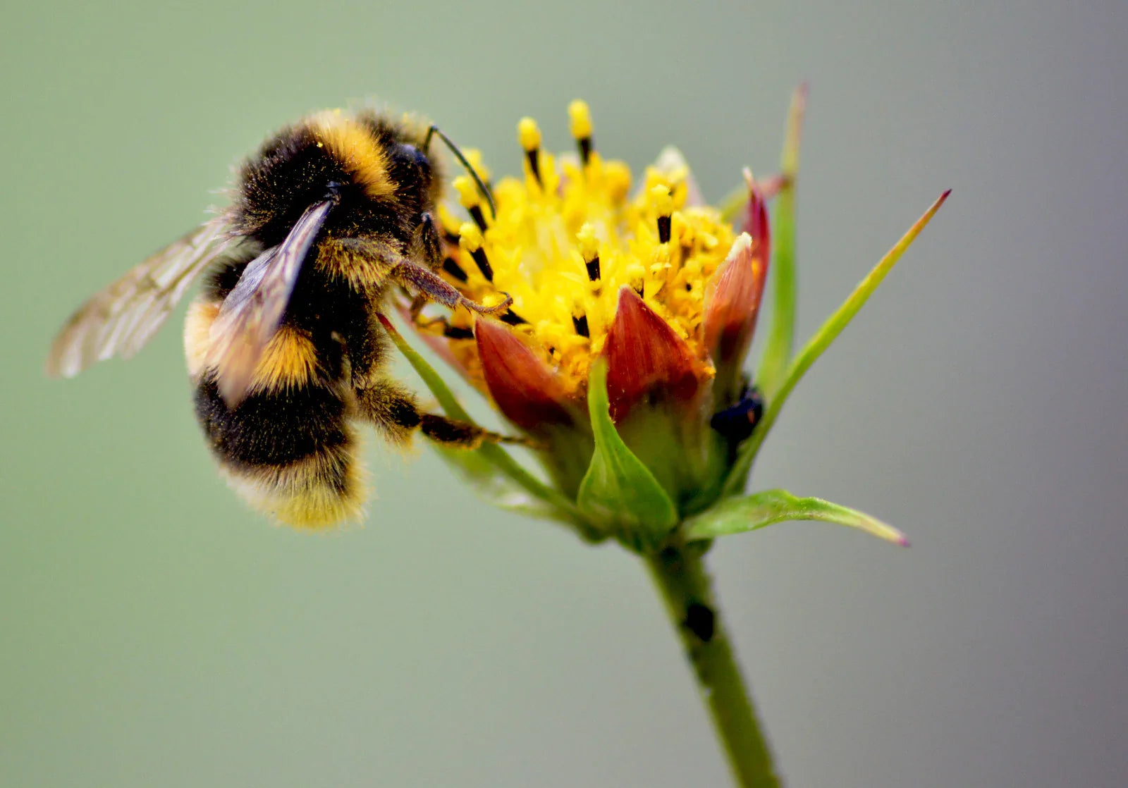 A bee pollinating a flower