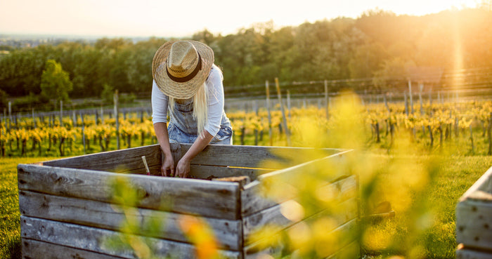 Gardener tending to a no dig raised garden bed