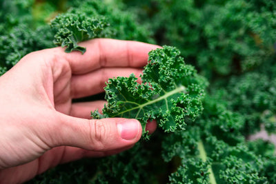 A gardener holding a leaf of kale