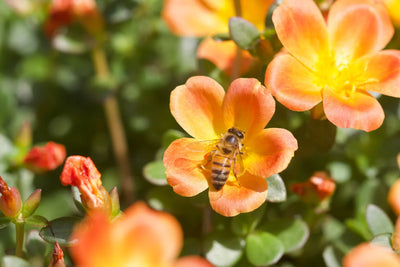 A bee pollinating a flower