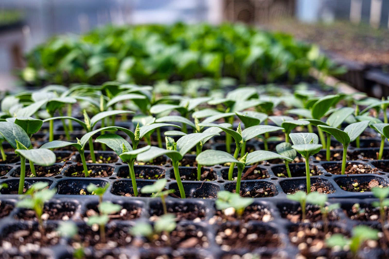 Seedlings in a row of containers