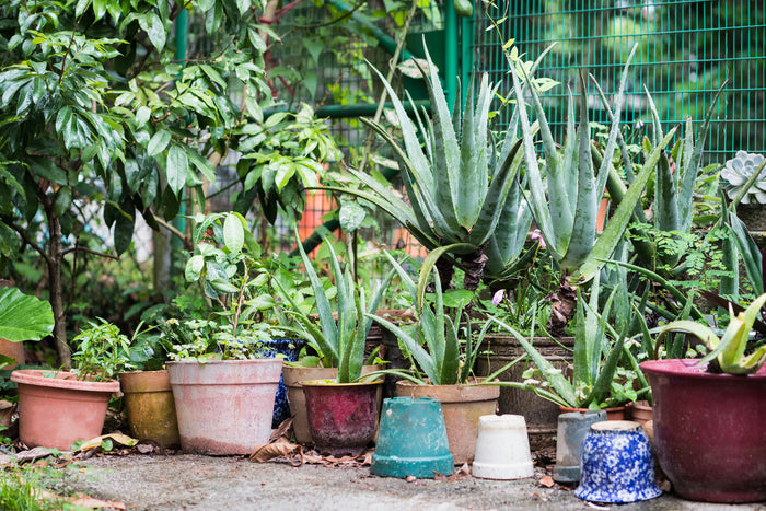 Garden in potting plants