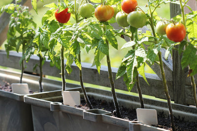 Container gardening with tomato plants