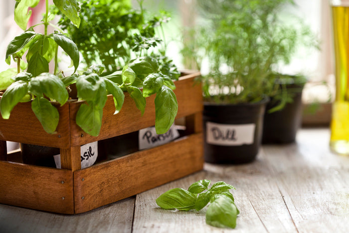 Container garden with potted herbs