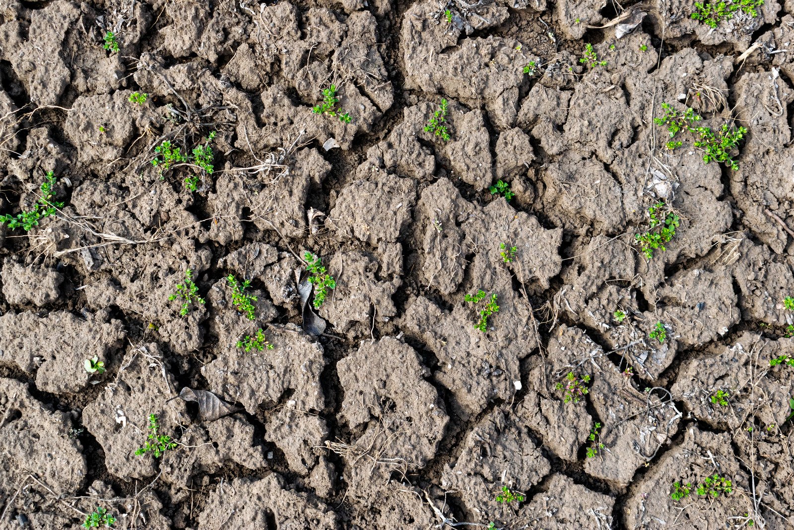 Dried out soil showing deep cracks in the ground