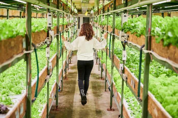 Tiered Bed Gardening