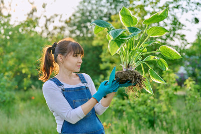 A gardener holding and inspecting a plant to be transported