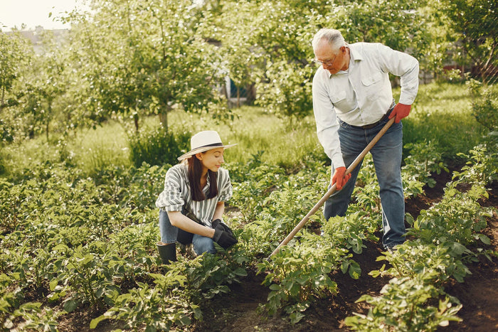 Gardeners tending to spring survival garden