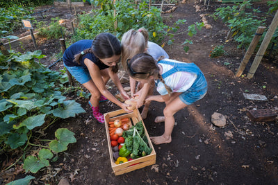 Gardeners examining vegetables from a garden