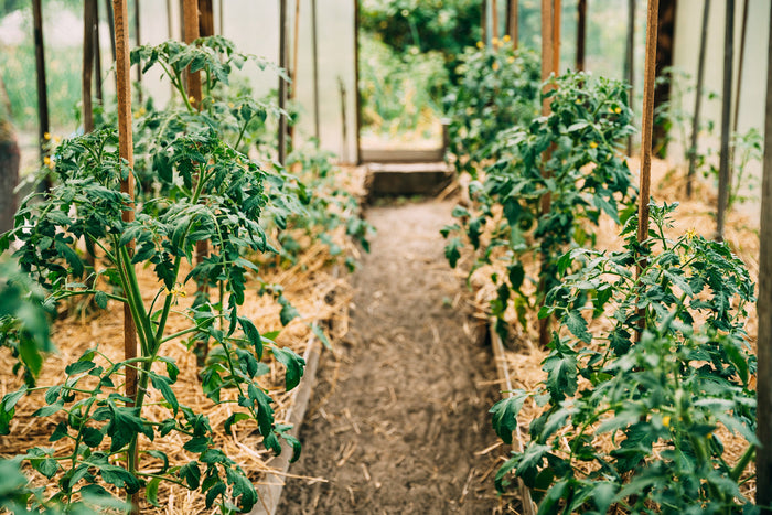 A lush garden in a green house