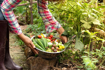 Gardener harvesting organic vegetables